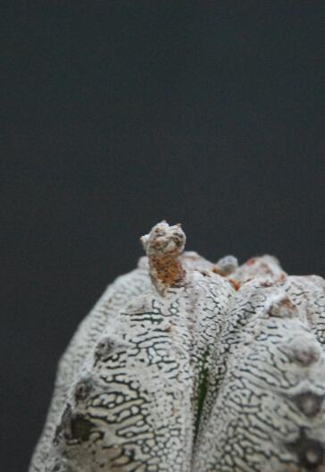 Astrophytum myriostigma cv. onzuka 