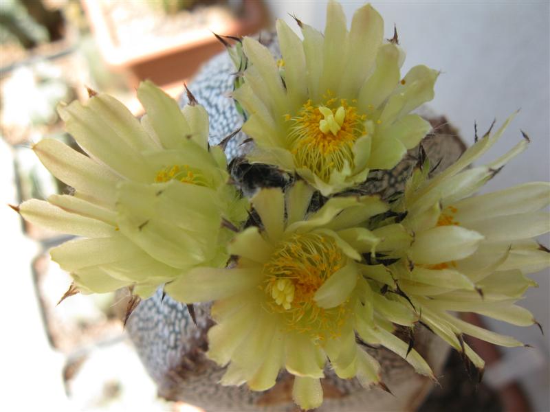 Astrophytum myriostigma cv. onzuka 