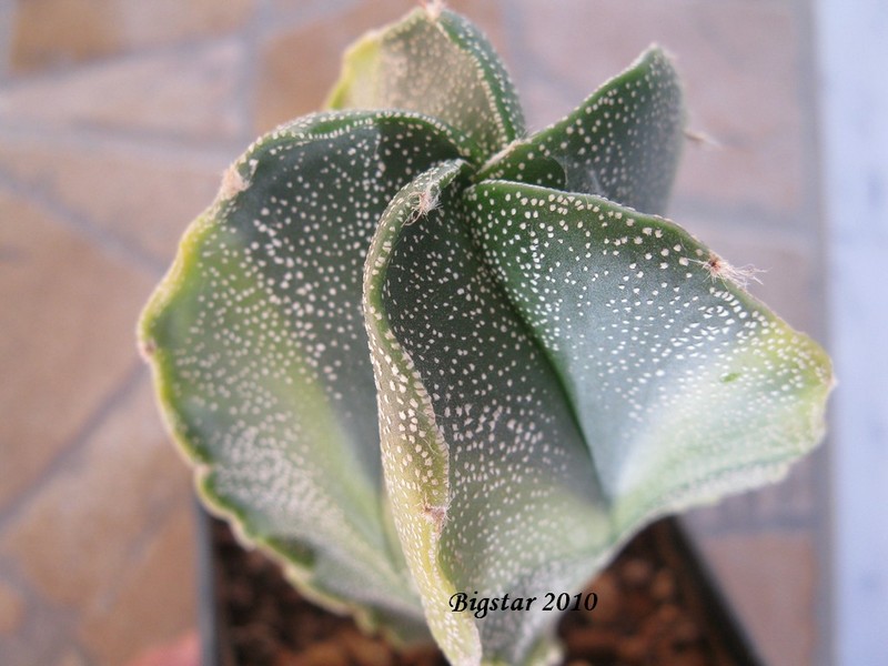 Astrophytum myriostigma f. spiralis 