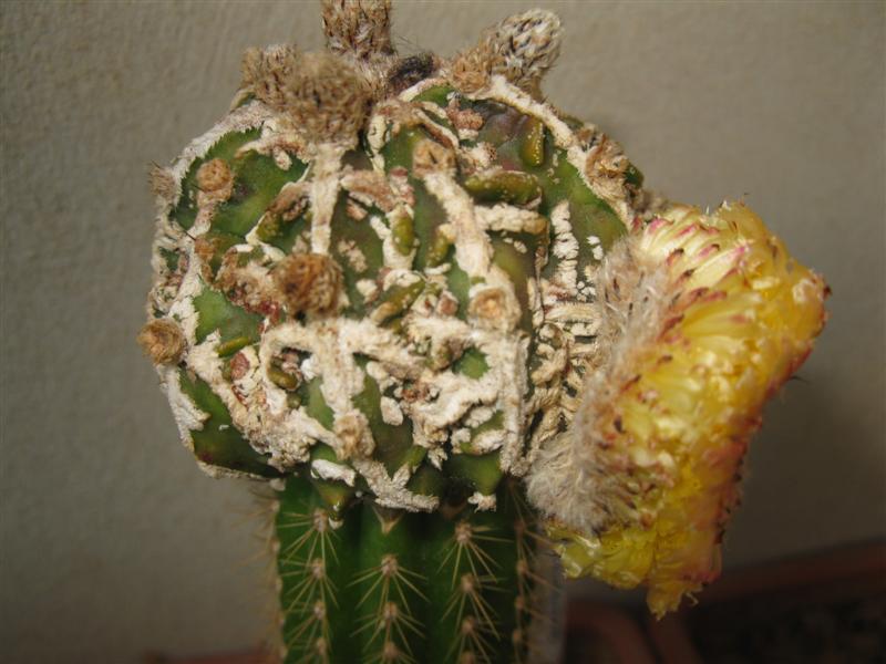 Astrophytum myriostigma cv. fukuryu 