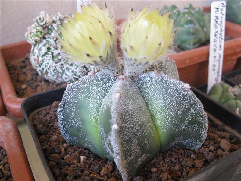 Astrophytum myriostigma cv. hakuun 