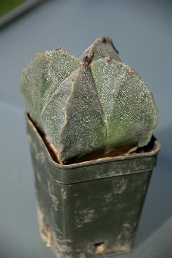 Astrophytum myriostigma v. quadricostatum 