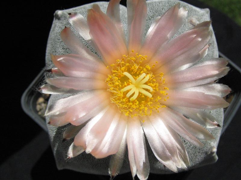 Astrophytum myriostigma v. quadricostatum 