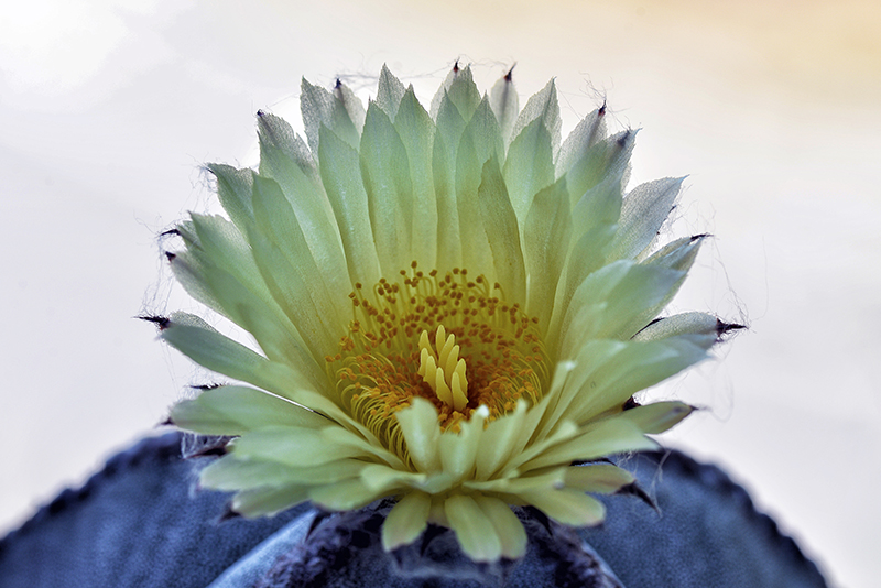 Astrophytum myriostigma 