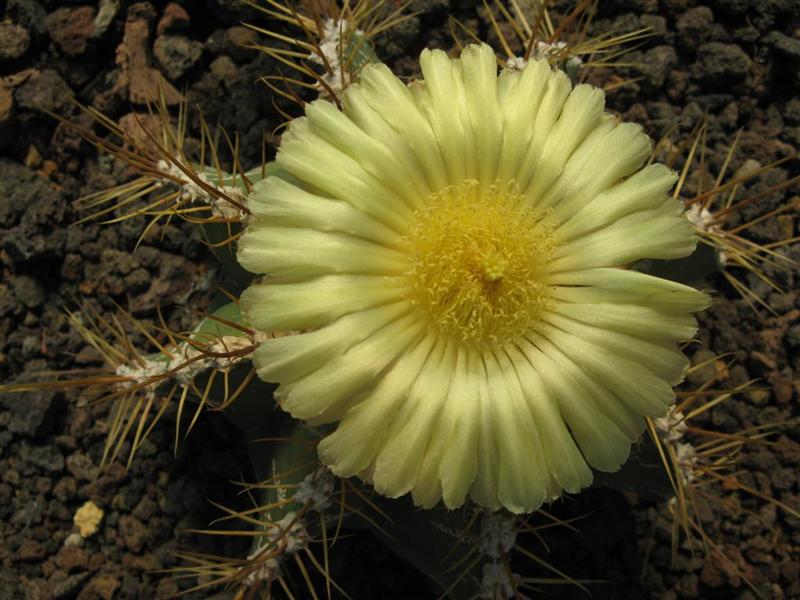 Astrophytum ornatum 