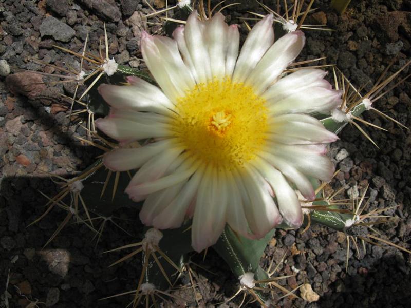 Astrophytum ornatum 