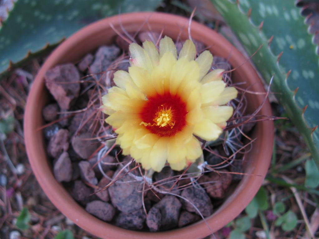 Astrophytum senile 