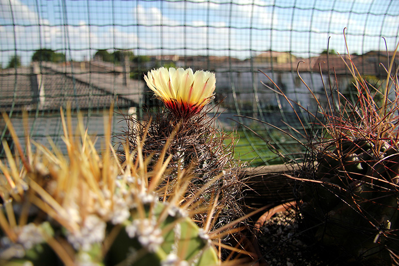 Astrophytum capricorne 