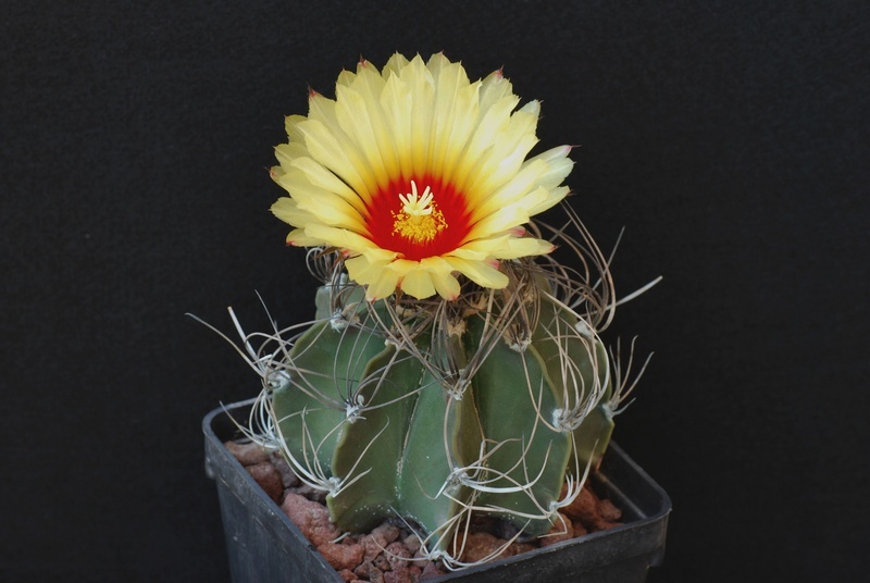 Astrophytum capricorne v. senile 