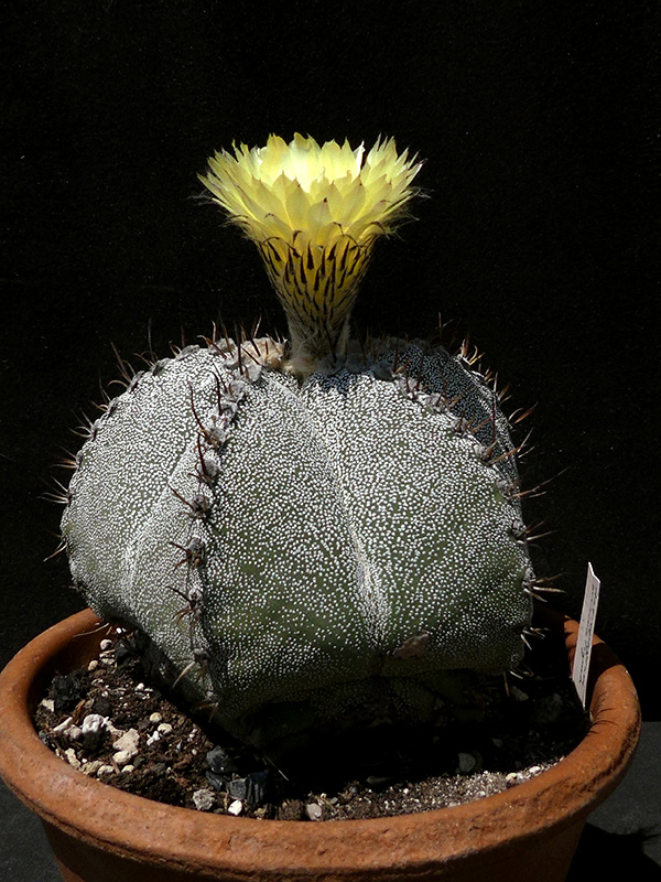 Astrophytum myriostigma x ornatum 