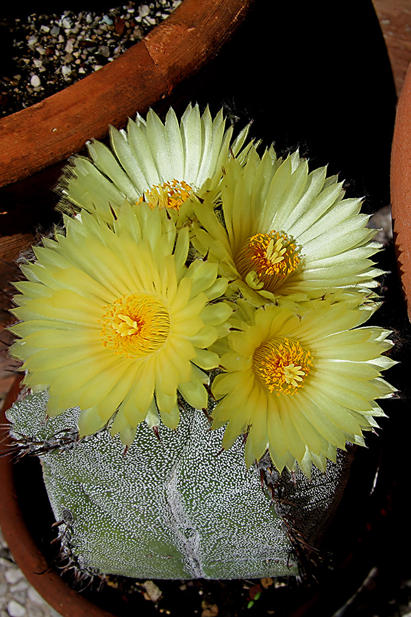 Astrophytum myriostigma x ornatum 