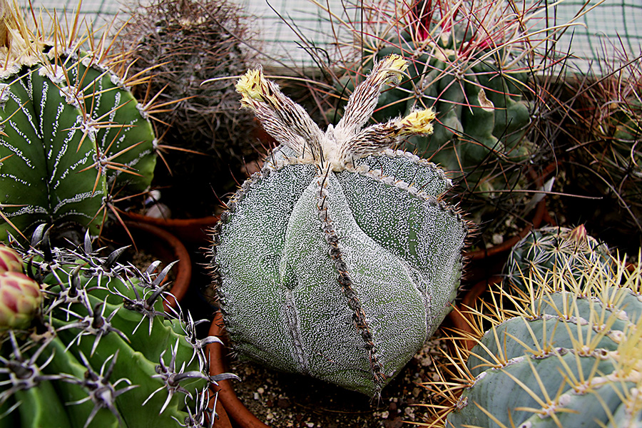 astrophytum myriostigma x ornatum