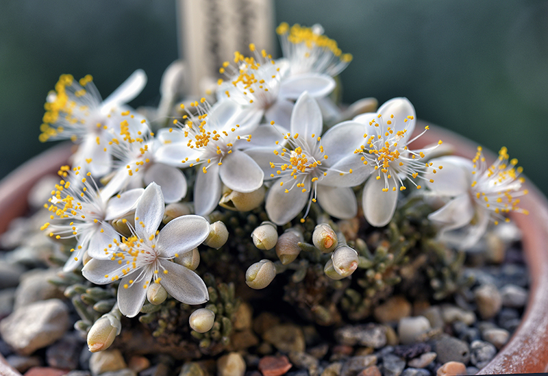 Avonia quinaria ssp. alstonii 