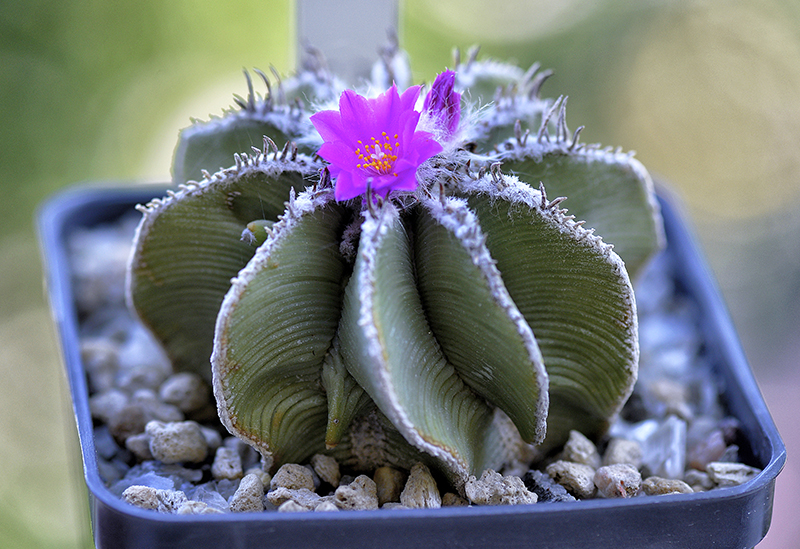 Aztekium hintonii 