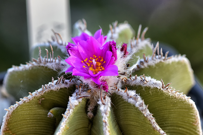 Aztekium hintonii 