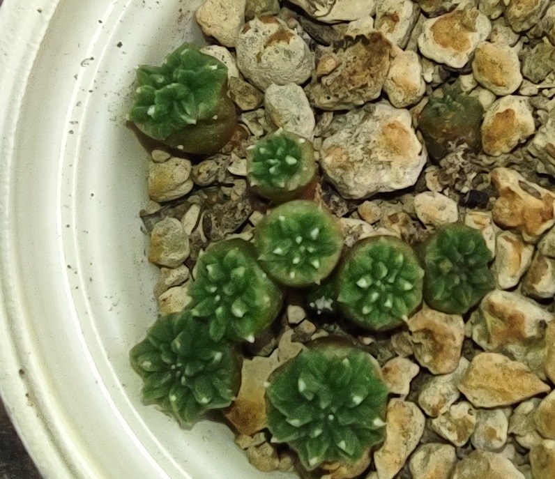 Aztekium ritteri 