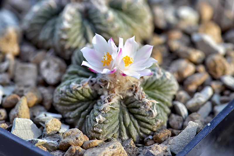 Aztekium ritteri 