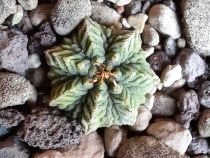 Aztekium ritteri 