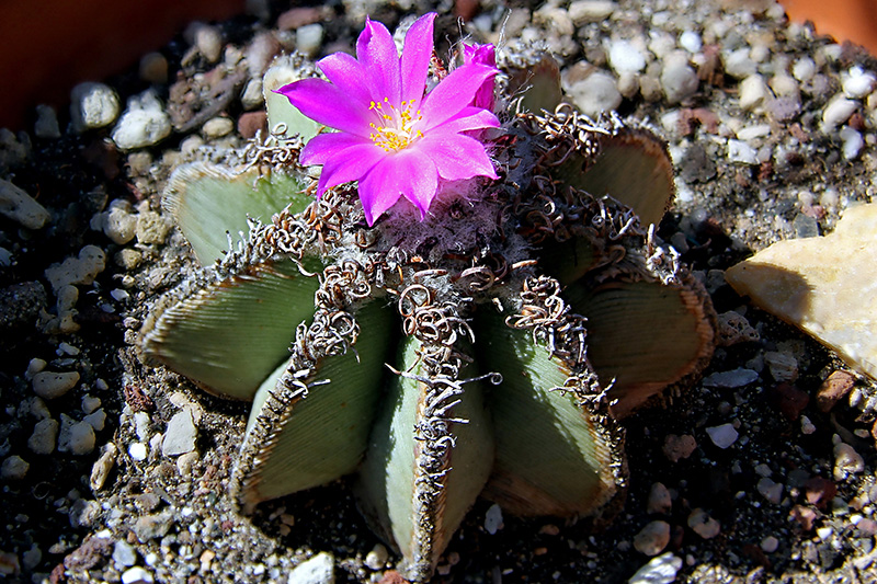 Aztekium hintonii 