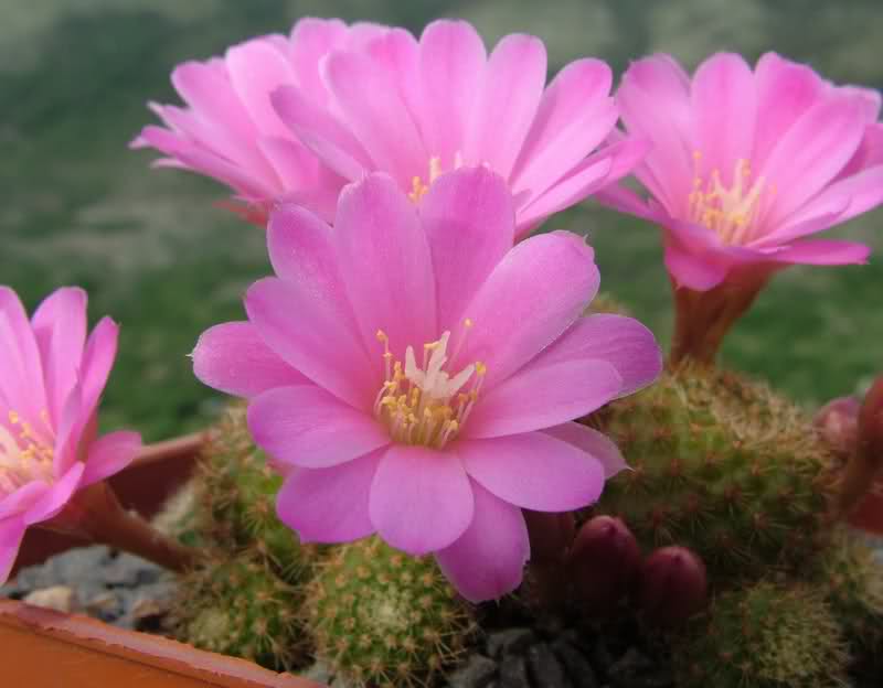 Rebutia perplexa 