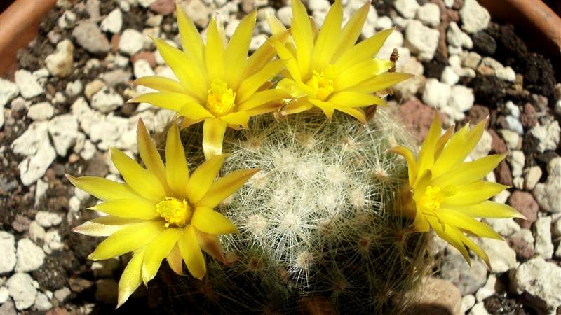 Mammillaria baumii 