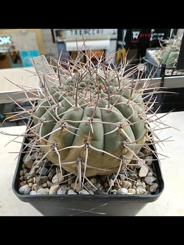 Gymnocalycium bayrianum p399