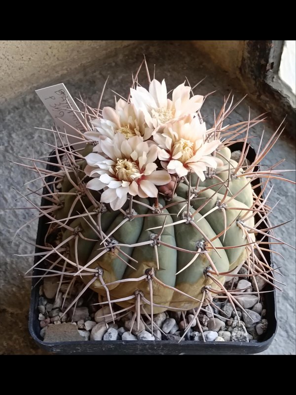 gymnocalycium bayrianum