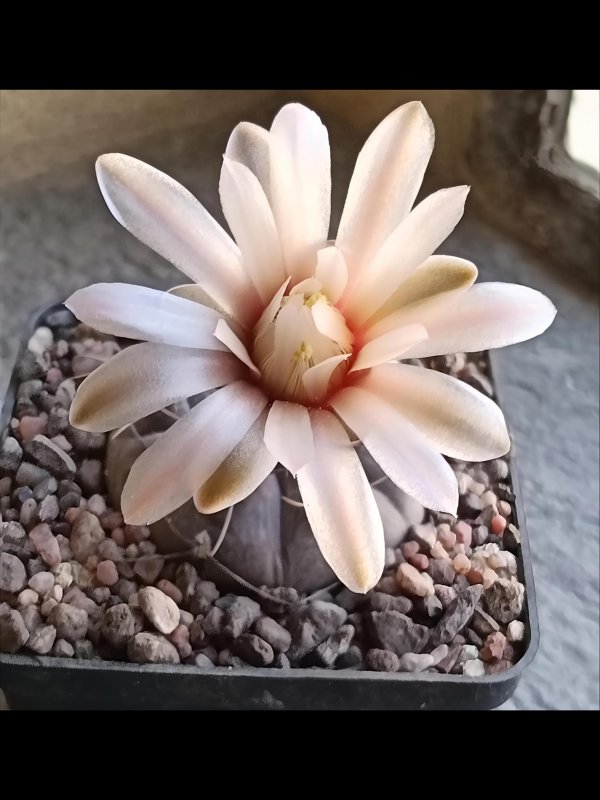 Gymnocalycium berchtii 