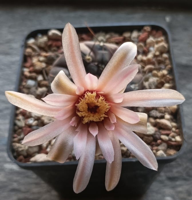 Gymnocalycium berchtii 