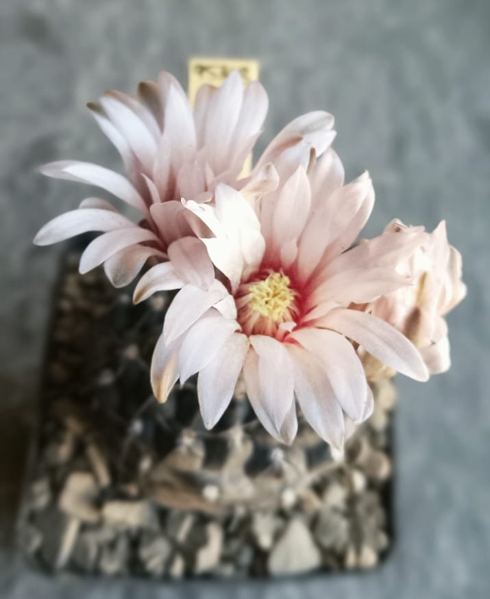 Gymnocalycium berchtii JS 153