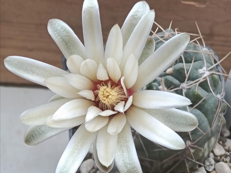 Gymnocalycium berchtii 