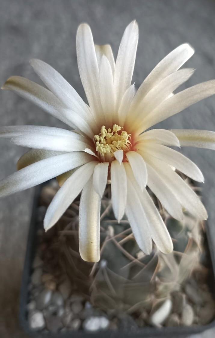 Gymnocalycium berchtii 
