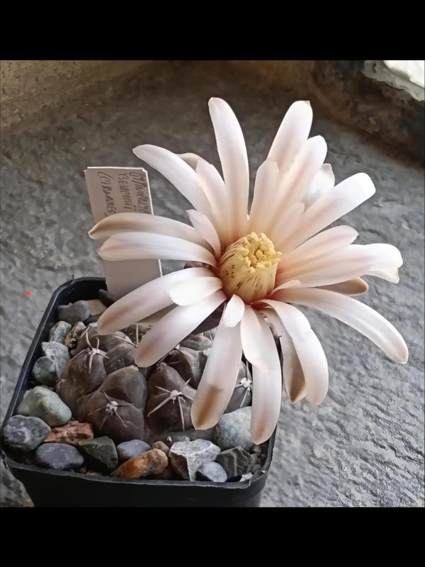 gymnocalycium berchtii
