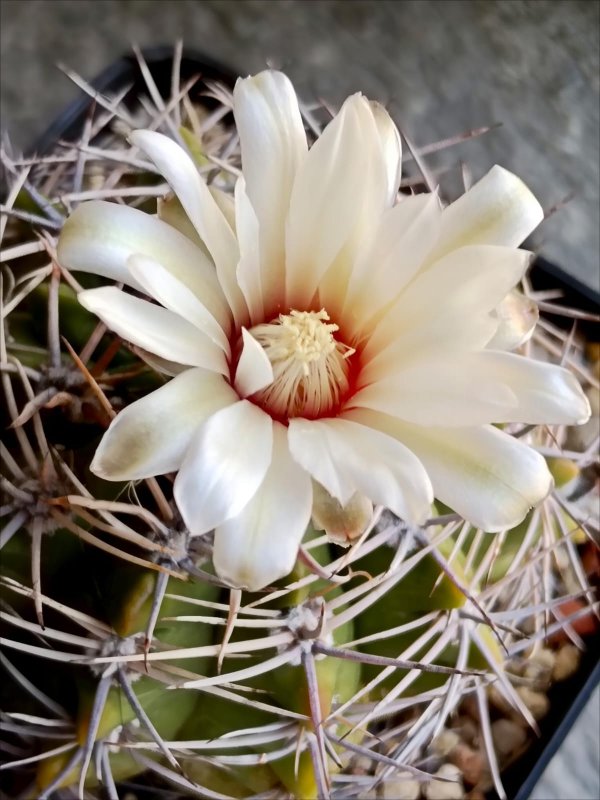 gymnocalycium bicolor
