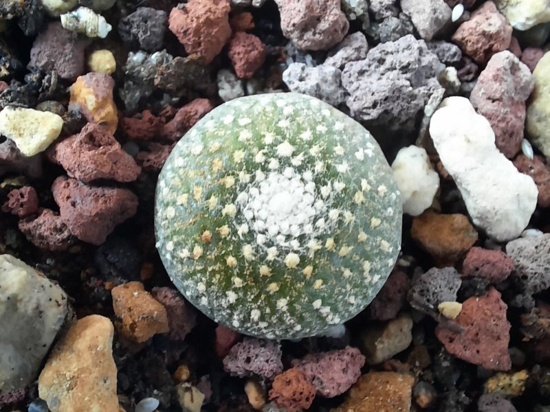 Blossfeldia tarabucoensis 