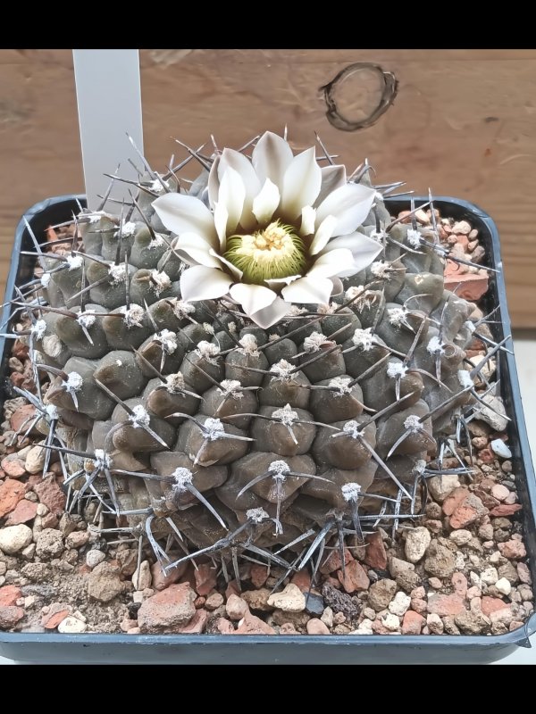 Gymnocalycium bodenbenderianum sto 88-120