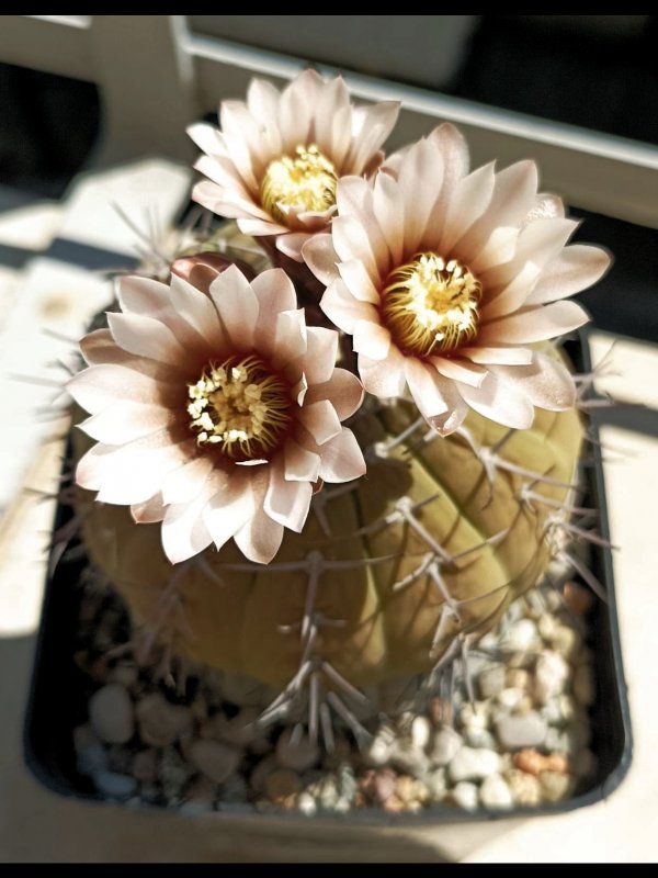 Gymnocalycium bodenbenderianum 