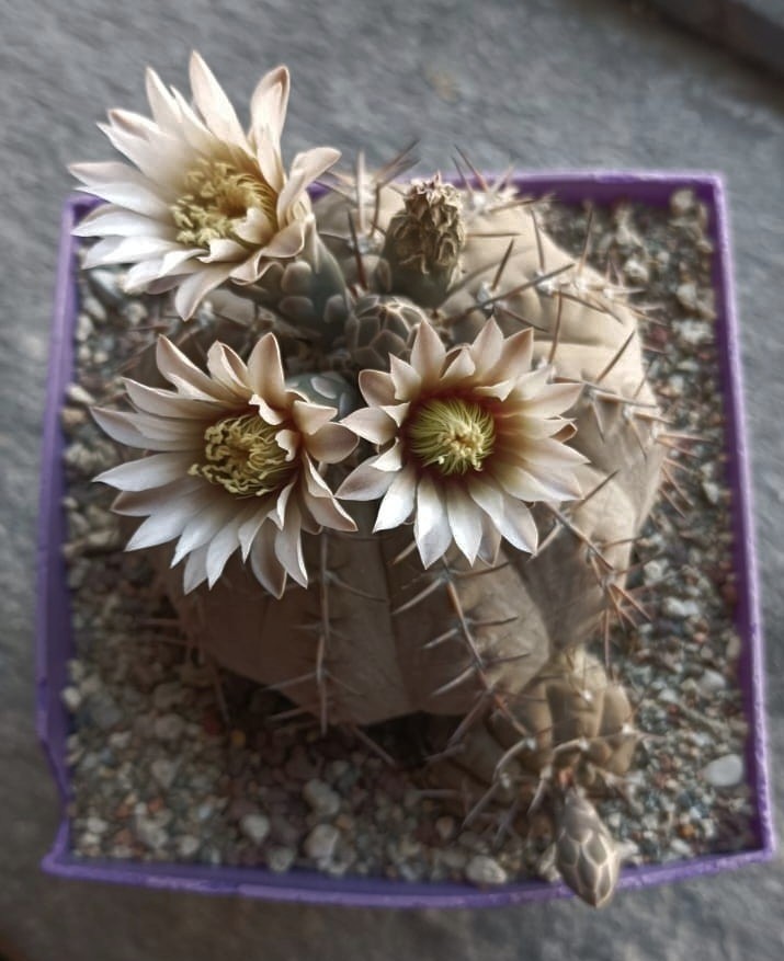 Gymnocalycium bodenbenderianum 