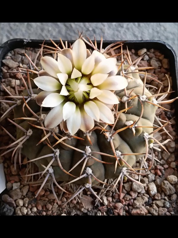 Gymnocalycium bodenbenderianum avf