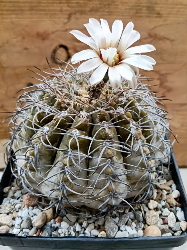 gymnocalycium bodenbenderianum f. pipanacoense