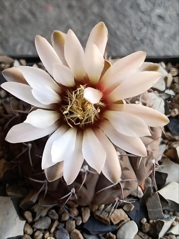 Gymnocalycium bodenbenderianum 