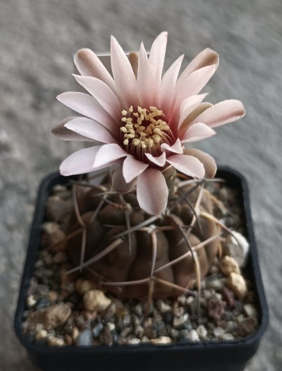 Gymnocalycium bodenbenderianum RF 095