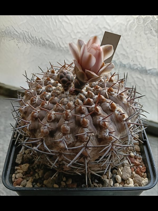 gymnocalycium bodenbenderianum ssp vertongenii