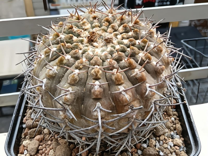 Gymnocalycium bodenbenderianum ssp. vertongenii sto 1873-1