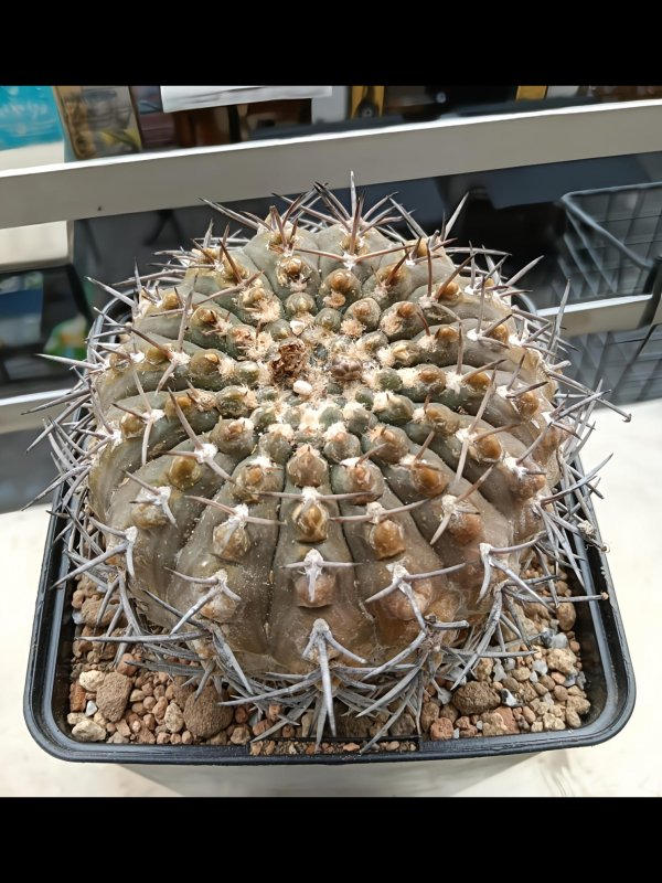 Gymnocalycium bodenbenderianum ssp. vertongenii sto 1873-1