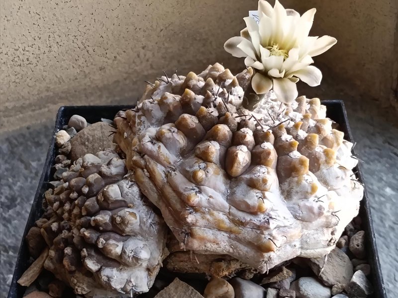gymnocalycium bodenbenderianum v. guasayanense