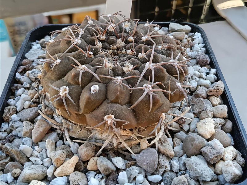gymnocalycium bodenbenderianum v. guthianum