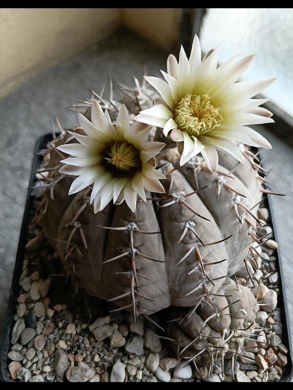 Gymnocalycium bodenbenderianum v. paucispinum 