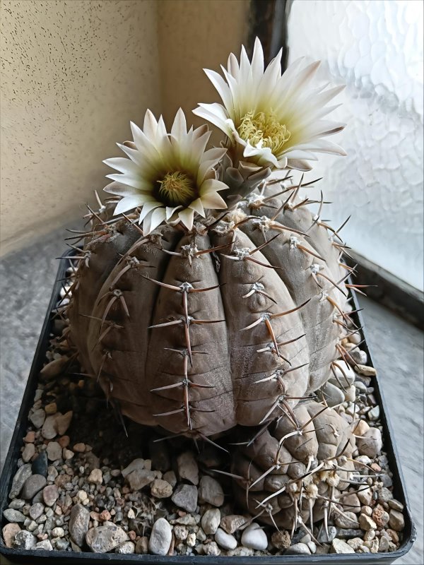 Gymnocalycium bodenbenderianum v. paucispinum 