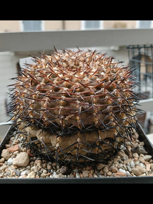 Gymnocalycium bodenbenderianum v. paucispinum 